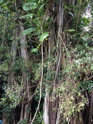 Happy banyan tree