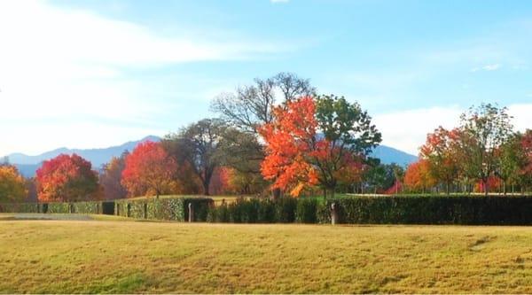 Found this half colored tree while walking the trails.