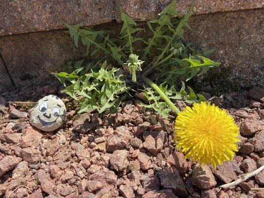 Hidden stone (and dandelion)