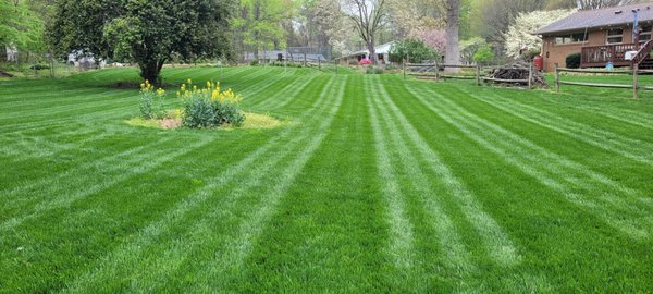 I highly recommend Environmental Lawn Care. My lawn looks amazing.