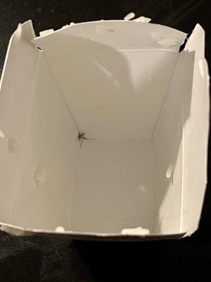 A smushed mosquito on the bottom of my rice container--for extra protein.