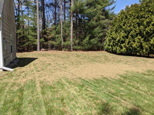 Dethatch job, starting cleanup with blower.