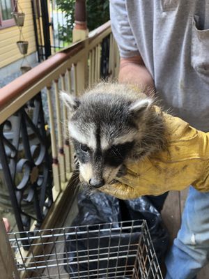 #raccoonremoval