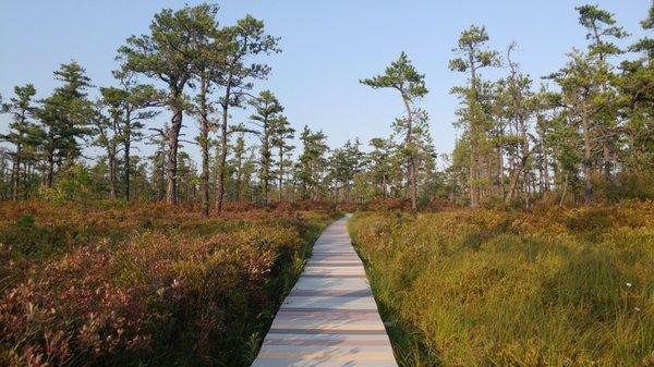 Boardwalk and peatlands.