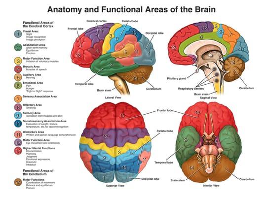 Understanding brain-behavior relations