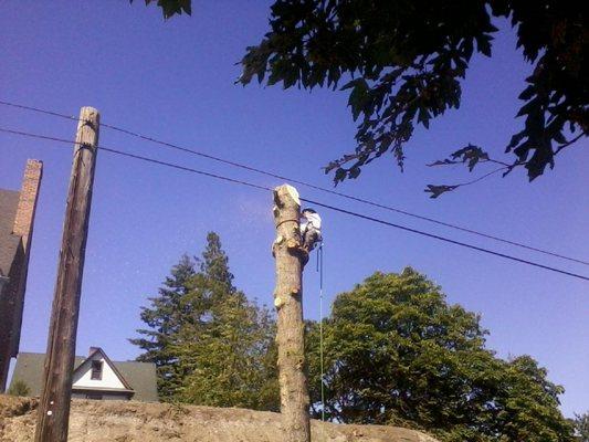 Cable TV line grew through tree.  Left for cable company to handle at their request.