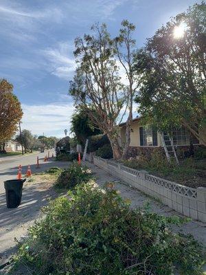 Yard clean up & trimming.