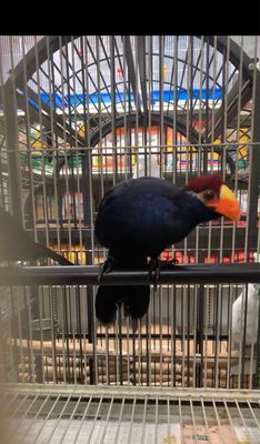 Violet turaco how cute is she