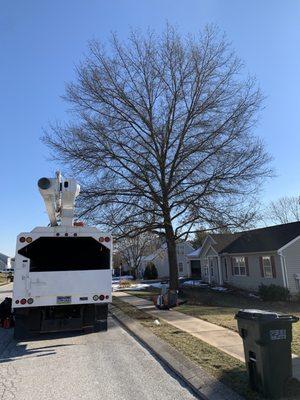 Our truck next to the tree we were about to trim.