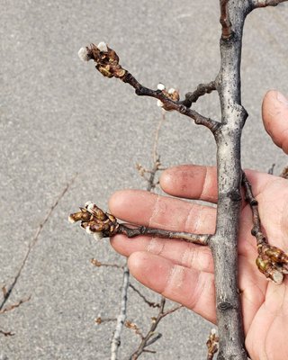 Clean Canopy Tree Care