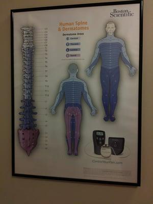 Map of skin nerve lines.