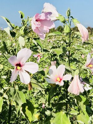 Wild Hibiscus