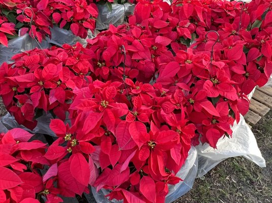 We all love holiday tradition. (･‿･) /ﾟ*:｡ﾟ Get those poinsettias to wrap around the tree and/or porch for curb appeal.