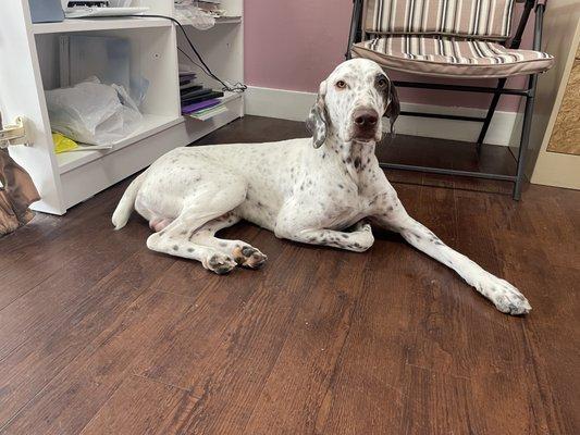 I offer a very relaxing environment for you dog so they have the best experience possible. This is spot relaxing after his groom