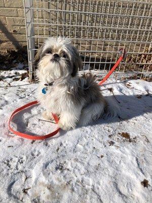 Come say "Hi" to Cody he's friendly and hypoallergenic!