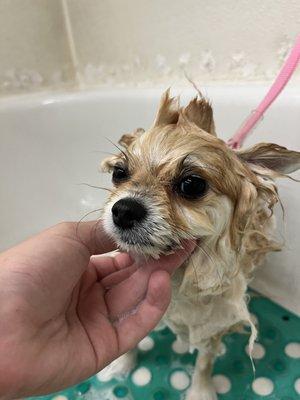 Mr. Biscuit the Pomeranian in the Bubbles