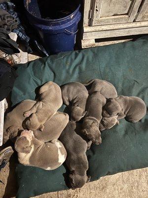 Razor edge iand Gotti puppies