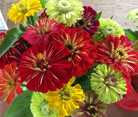 Zinnia bouquet