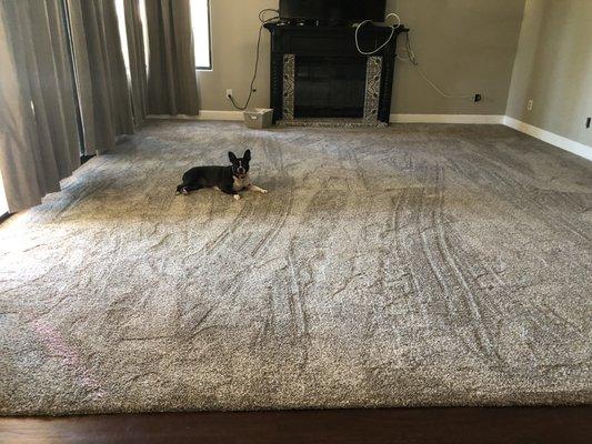 Key carpet installation- soft rug/dog approved.