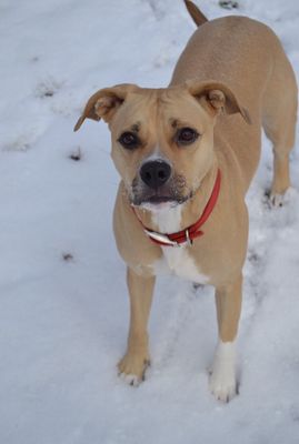 Snow Dog