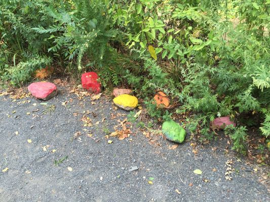 Colorful stones in butterfly park