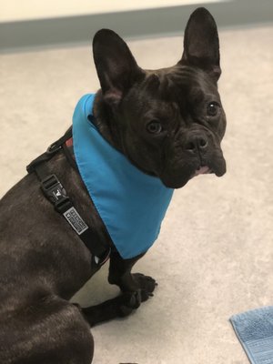 My French bulldog with one of their calming spray bandanas, they use it to help calm with pharamone spray.