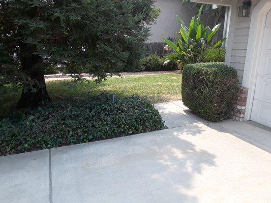 We prune bushes and mow lawns