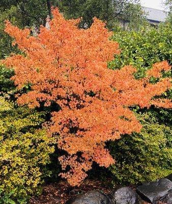 Beautiful trees on their property