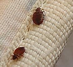 Bed Bugs