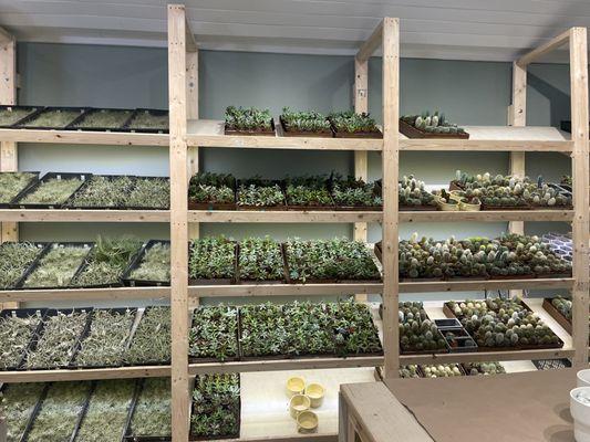 DIY succulent and air plant wall