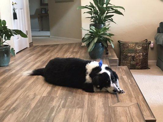 Randal my Aussie/border collie rescue went to Critter Corral for his fist time ever grooming.  He looks amazing.  Thank you all.