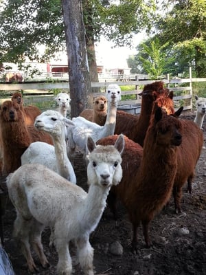 Some amazing alpacas that had been rescued