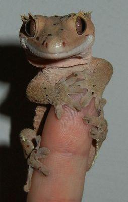 Crested gecko