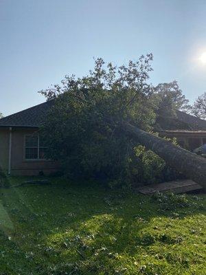 Tree on house