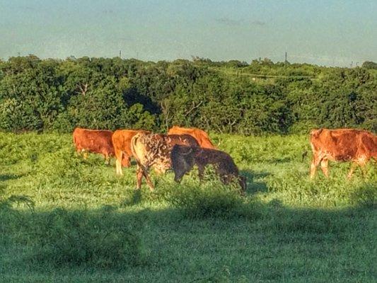 Cattle by the Gaylord Resort