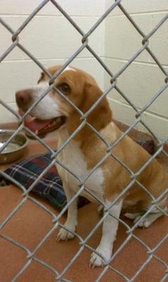 The beagle I adopted from Taylor shelter