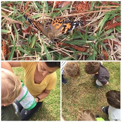 Releasing butterflies after watching their life cycle.