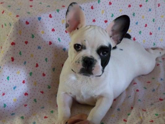 Male French Bulldog Pied Brindle young puppy.