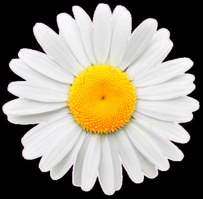 Daisy Eco Clean - A natural Choice in home and office cleaning in Naples Floirda. Call the experts at Daisy Eco Clean for a free estimate.