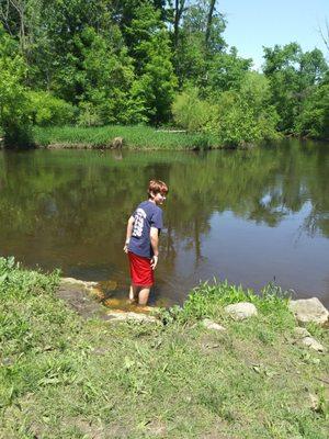 Wading for a crawfish