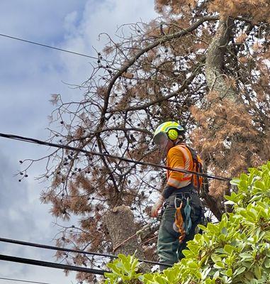 David Stein up in our dead Shore Pine, skillfully and politely taking us through the whole process with the city for cutting down a tree.