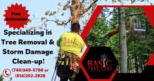 Basic Tree Care & Landscaping