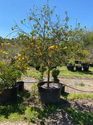 Just looking at fruit bearing trees!