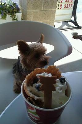 pet friendly! My lil girl waiting to eat her yogurt :)