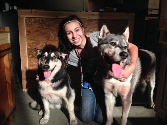 Two rescue Malamutes on set for the TV show "Z Nation". Had a great time working with Wizzard on left, and Roe on right...