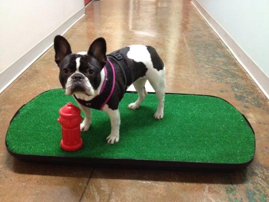 Go-Doggy-Go Indoor Dog Potty