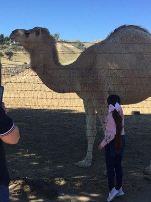 Camel and little girl