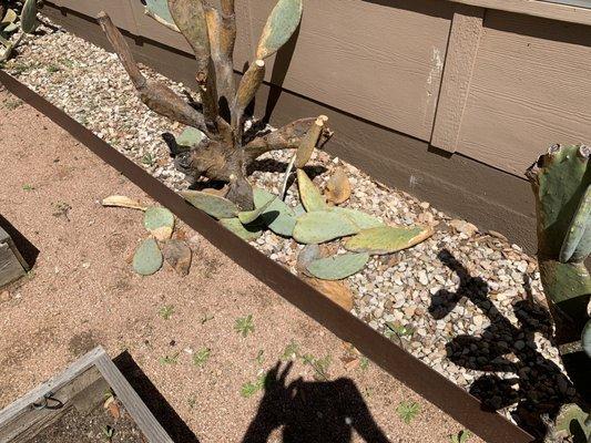 These paddles fell off a month ago. Their clean up crew has come twice since then, and left them laying there.