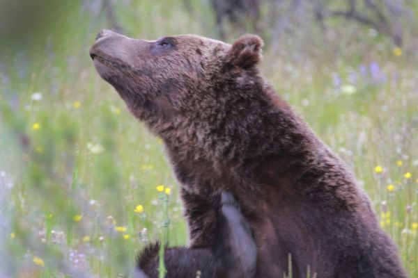 Yellowstone Tours From Jackson Hole