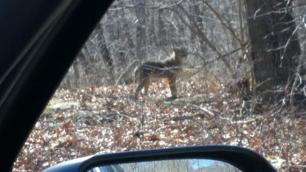 Wildlife Control.
 www.hudsonvalleywildgoose­chasers.com